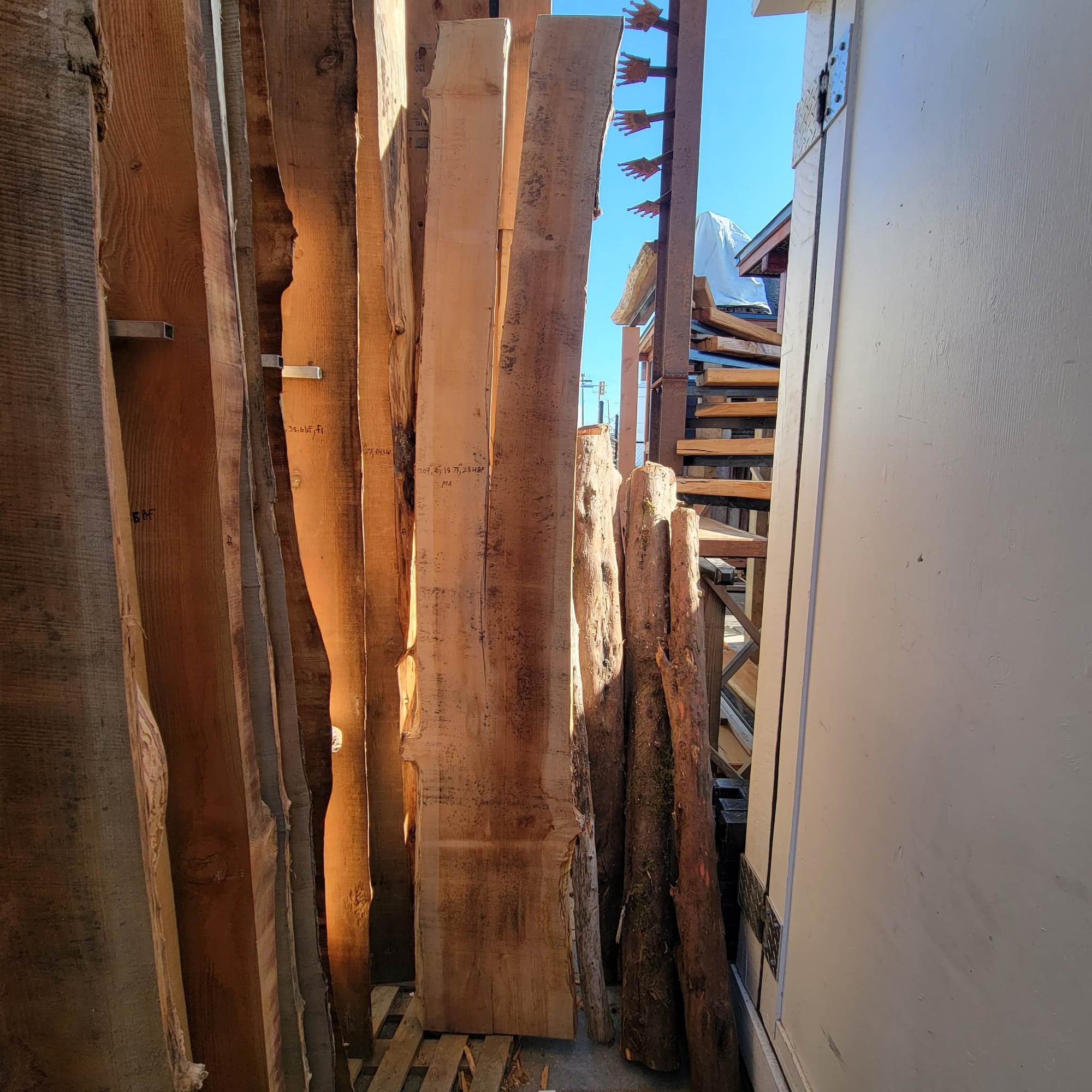 Big Leaf Maple